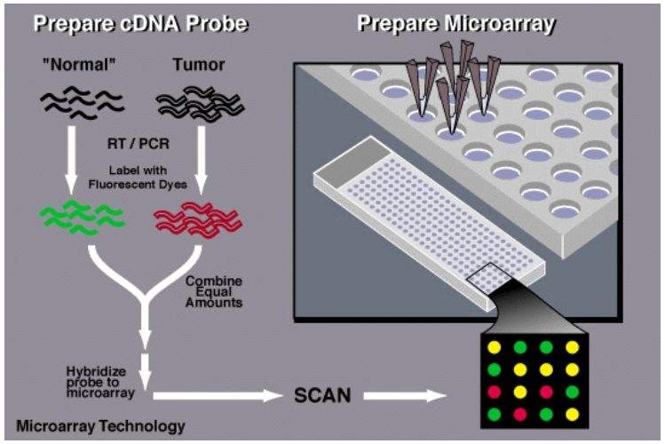 4.5 Tecnologías Utilizadas en Biología/Toxicología de Sistemas